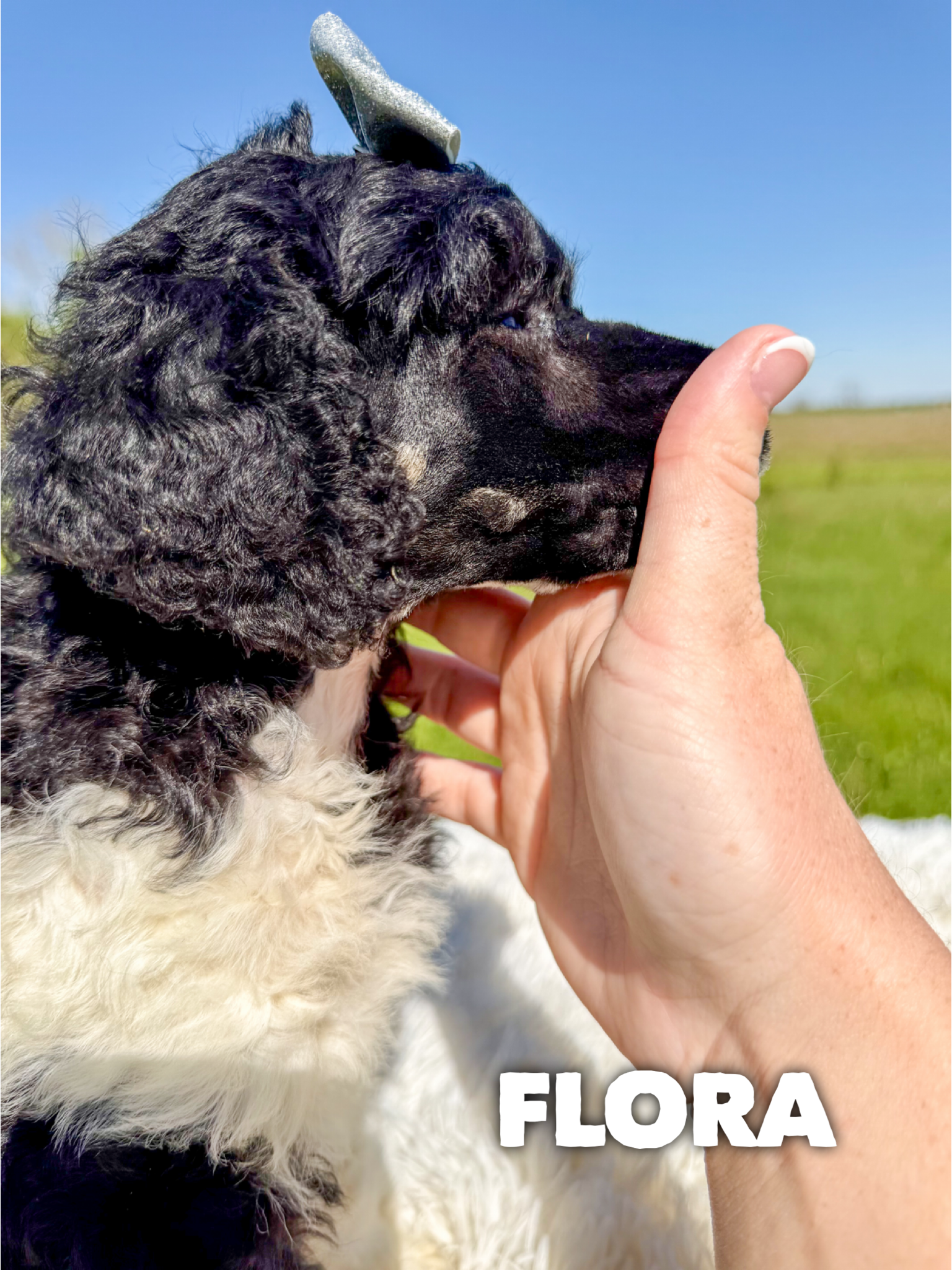 Flora 2